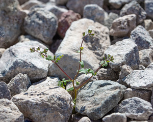 Twin phacelia (Phacelia affinis) is a small white flowered Mojave Desert native plant. It is a tiny, thread-like annual herbaceous wildflower.