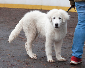 Maremma Abruzzese shepherd puppy walks on a leash on the street