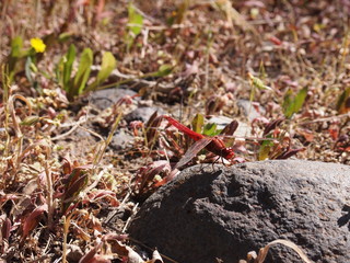 Botanical garden (Tafira Alta, Gran Canaria, Spain)