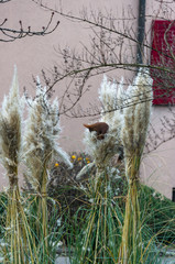 Common red Squirrel on a city street in a stack of reed gathering leaves.