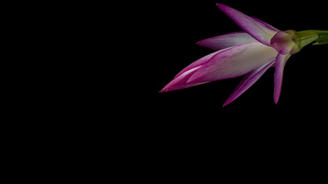 Time-lapse of growing and blooming pink Christmas cactus (Schlumbergera) isolated on black background 4K