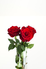 Three fully bloomed fresh red Ecuadorian roses in a clear glass vase isolated on white close up shot