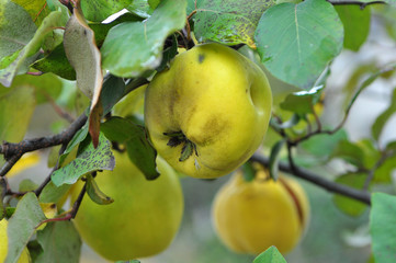 Quince ripens on the branch of the bush