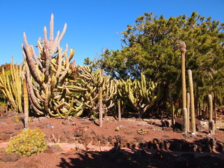 Botanical garden (Tafira Alta, Gran Canaria, Spain)