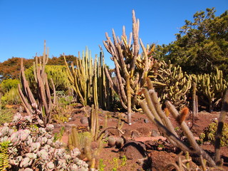 Botanical garden (Tafira Alta, Gran Canaria, Spain)