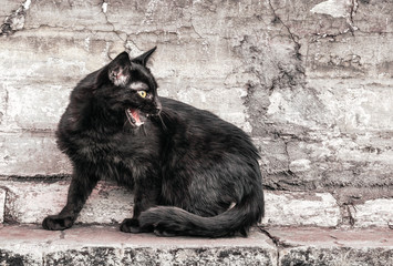 aggressive angry black cat sits near an old house and watches