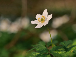 Buschwindröschen als Frühlingsblume im Laubwald, Blüte close up, Hintergrund unscharf, Anemona nemorosa