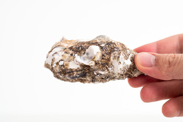 Single half of an oyster shell held by Caucasian male hand horizontally close up shot isolated against white background