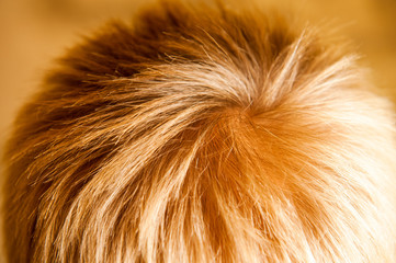 Portrait of funny baby boy. kid poses for camera and shows his luxurious blonde hair. Caucasian blond