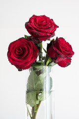 3 Stems of fully bloomed Colombian red roses in a clear glass vase isolated on white