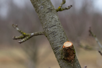 Cropped branches of fruit tree. Spring garden work.