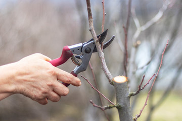 Pruning branches of fruit tree. Spring garden work.