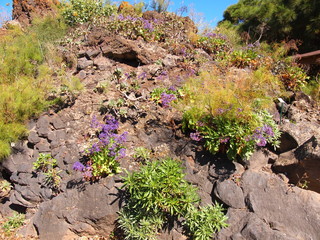 Botanical garden (Tafira Alta, Gran Canaria, Spain)