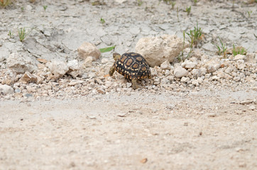 Leopard tortoise walking away