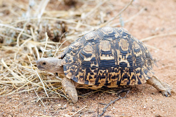 Leopard tortoise Namibia