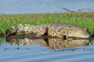 Lazy crocodile on banks of Zambezi