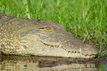 Smiling crocodile on banks of Zambezi
