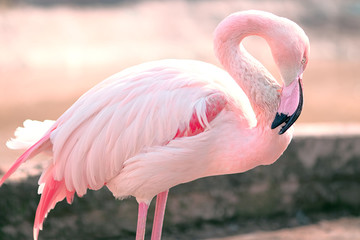 Pink flamingo graceful and gentle bird stands lowered head