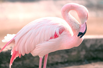 Naklejka premium Pink flamingo graceful and gentle bird stands lowered head