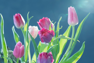 beautiful tulips on  blue background