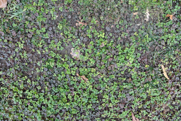 Grass Texture