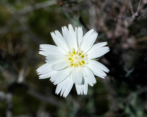 Desert chicory (Rafinesquia neomexicana) showy white sunflower with only ray florets. Each strap shaped ligule has 5 tips on this native annual wildflower.