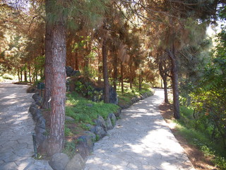 Fototapeta premium Botanical garden (Tafira Alta, Gran Canaria, Spain)