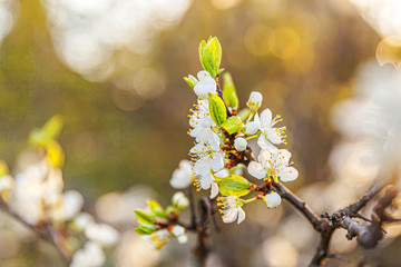 Beautiful white cherry blossom sakura flowers in spring time. Nature background with flowering cherry tree. Inspirational natural floral blooming garden or park. Flower art design.