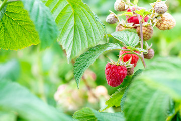 Ripe raspberry in the fruit garden. Raspberry bushes with ripe berries