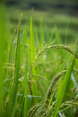 Close up of some green rice branches