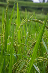 Close up of some green rice branches