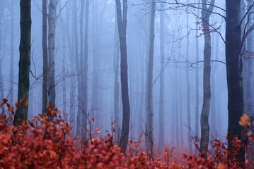 pines forest in the fog