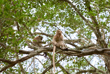 Hungry monkeys in the reserve , take food from a person. They eat mangoes, bananas, and corn. The photo was taken in Thailand, Phuket.