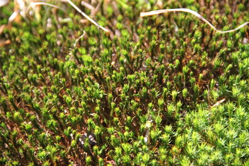 Green star moss in the forest during spring time