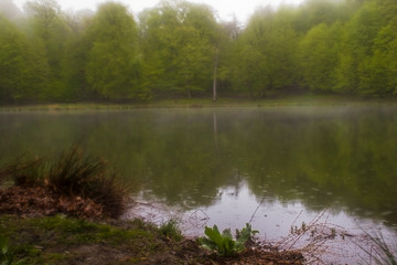 fog in the forest and lake