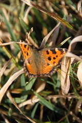 Obraz premium Polygonia c-album comma butterfly in the meadow