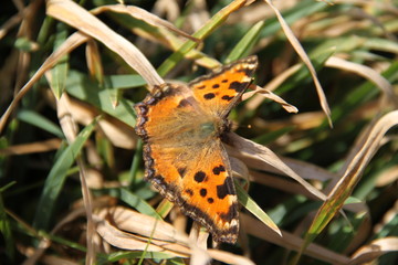 Polygonia c-album comma butterfly in the meadow