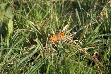 Polygonia c-album comma butterfly in the meadow