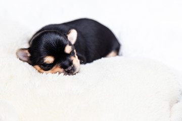 a small black Yorkshire Terrier puppy sleeps on a white blanket. space for text