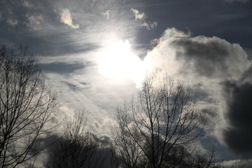 Obraz premium Green grass meadow and forest during springtime