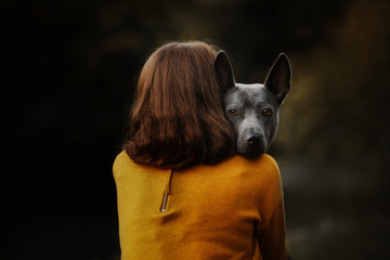 grey thai ridgeback dog portrait outdoors with owner