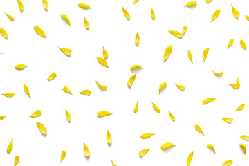 Yellow Petals On White Background - 329893356