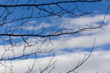 Äste vor dem Himmel