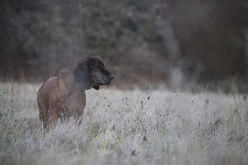 old Dog on the Meadow