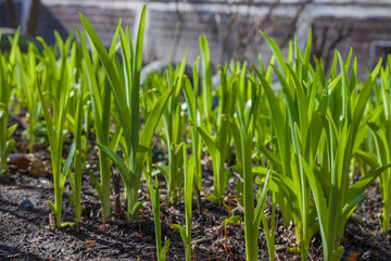 Obraz premium Young green sprouts of flowers grow in the ground of a sunny garden. Spring flowers. Green leaves of young plants.