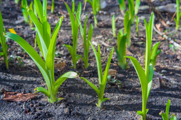 Young green sprouts of flowers grow in the ground of a sunny garden. Spring flowers. Green leaves of young plants.