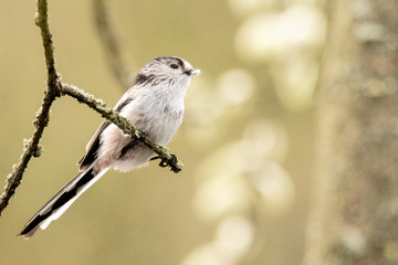 Naklejka premium Long Tail tit