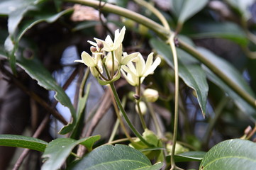 Evergreen Clematis Blossoms