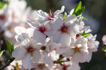 flowers of apple tree