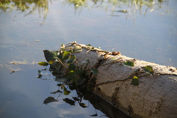 Tree trunk and ivy on puddles